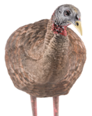 Avian X LCD Breeder Hen Turkey Decoy